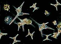Ceratium hirundinella & Staurastrum planctonicum