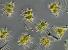 Name:		Staurastrum furcigerum
Magnified:	400 x
Technique:	Nomarski contrast
Date:		2003-07-01
Locality: 	lutice Reservoir
