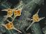 Nzev:		Ceratium hirundinella a Fragilaria crotonensis	
Zvteno:	300 x
Technika:	Nomarskho kontrast
Datum:		2003-08-01
Lokalita: 	Letovice
