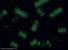 Nzev:		Fragilaria crotonensis	
Zvteno:	300 x
Technika:	Fluorescenn barven PDMPO
Datum:		2006-07-15
Lokalita: 	ndr mov
