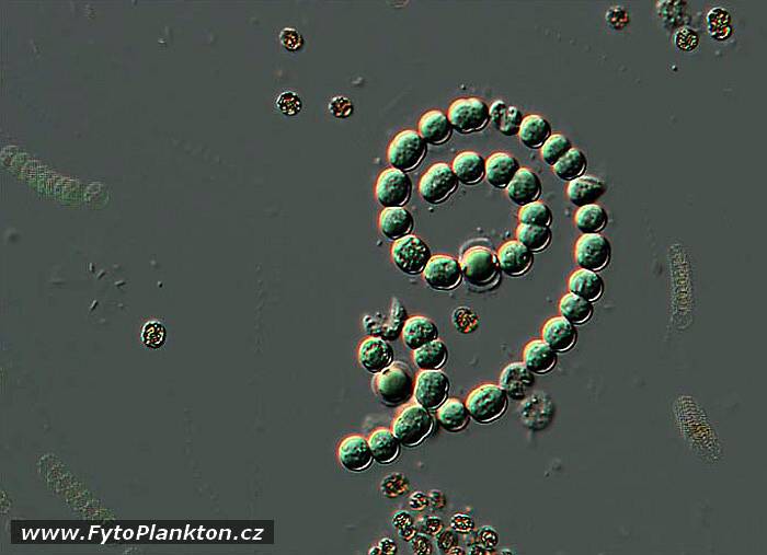 http://www.fytoplankton.cz/FytoAtlas/0127.jpg