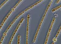 Anabaena planctonica