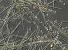 Nzev:		Asterionella formosa a Aulacoseira granulata	
Zvteno:	400 x
Technika:	Nomarskho kontrast
Datum:		2003-08-01
Lokalita: 	ndr Jeviovice
