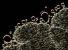 Nzev:		Botryococcus braunii	
Zvteno:	400 x
Technika:	Nomarskho kontrast
Datum:		2004-08-01
Lokalita: 	Trnvka u elivy
