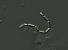 Nzev:		Romeria elegans	
Zvteno:	800 x
Technika:	Nomarskho kontrast
Datum:		2005-07-11
Lokalita: 	rybnk Romberk
